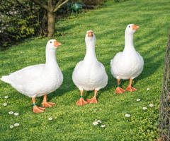 Prodám Husy české